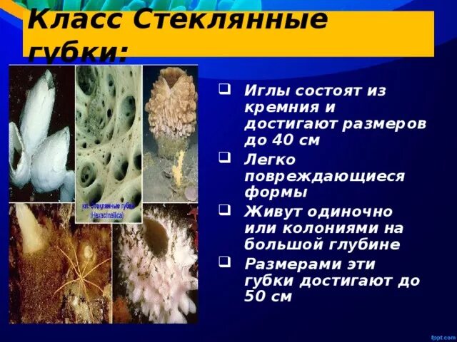 Тип губки размеры. Стеклянные губки биология. класс стеклянные губки. стеклянные губки характеристика. скелет стеклянных губок.