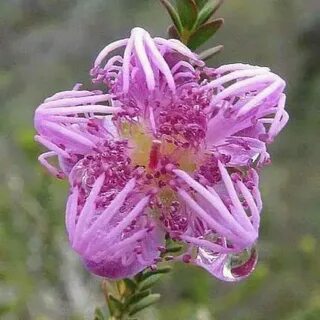 Saint avangeline your rarest of flowers