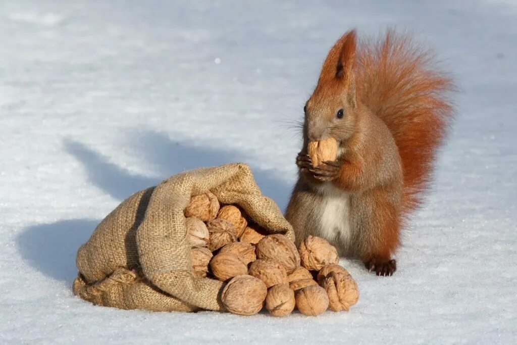 Белка запасает орешки. Белка. Запасая орехи на зиму. Запасая орехи на зиму. Звери с запасами зимой.