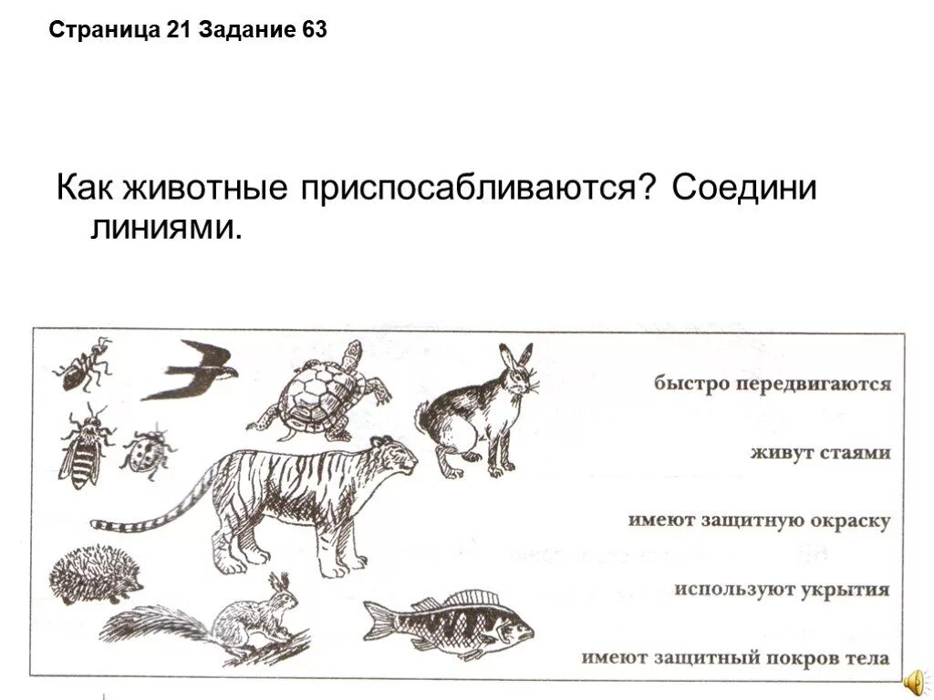 Как животные приспосабливаются Соедини линиями. Как животные приспосабливаются к среде обитания 3 класс. Как животные приспосабливаются к условиям жизни. Защитные приспособления у животных. Среда обитания волка 5 класс биология впр