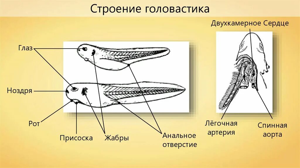 Внутрение строение головастика лягушки. Головастика внутреннее строение и внешнее. Строение головастика амфибий. Наружные жабры головастика.