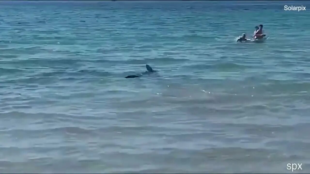 Акулы не заплывают в черное море. Акулы не заплывают в черное море. Бультерьер селфи с акулой. Акулы не заплывают в черное море. Дельфины нападают на людей.