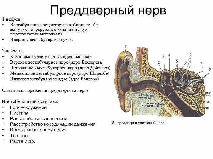 Рецепторы находятся в среднем ухе. Преддверно улитковый симптомы поражения. Преддверно улитковый нерв 1 Нейрон. Причины поражения преддверно улиткового нерва. Преддверно-улитковый нерв анатомия схема.