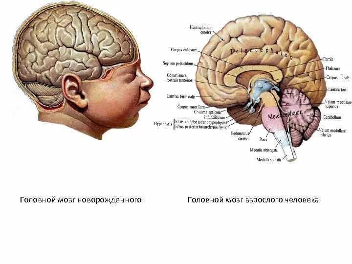 Секреты развития мозга ребенка. Строение головного мозга для детей. Головной мозг новорожденного. Головной мозг грудного ребенка. Мозг ребёнка и взрослого человека.