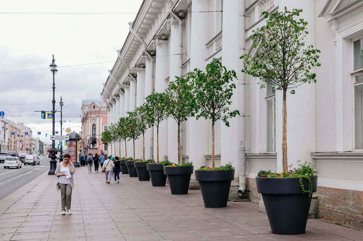 Деревья на Невском проспекте в Санкт-Петербурге. Липы на Невском проспекте. Липы на Московском проспекте в Санкт-Петербурге. Деревья в кадках