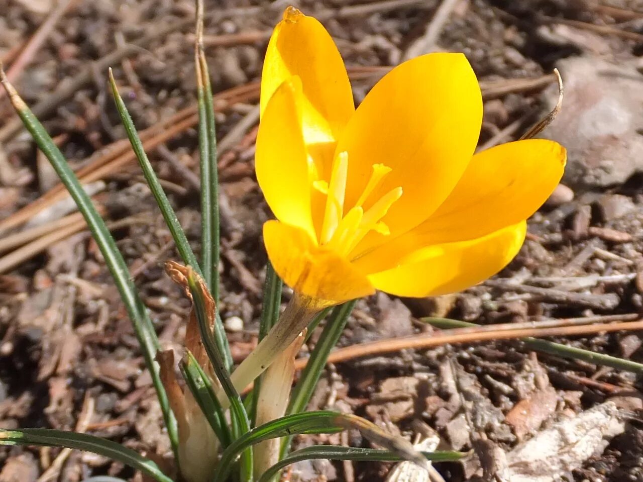 Крокус Шафран цветок жёлтый. Крокус крупноцветковый Golden Yellow. Крокус Биг Йеллоу. Крокус Голден Йеллоу.