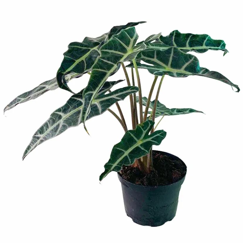 Алоказия полли. Алоказия марокко. Алоказия линдена. Алоказия летучая мышь. Алоказия полли цветок.