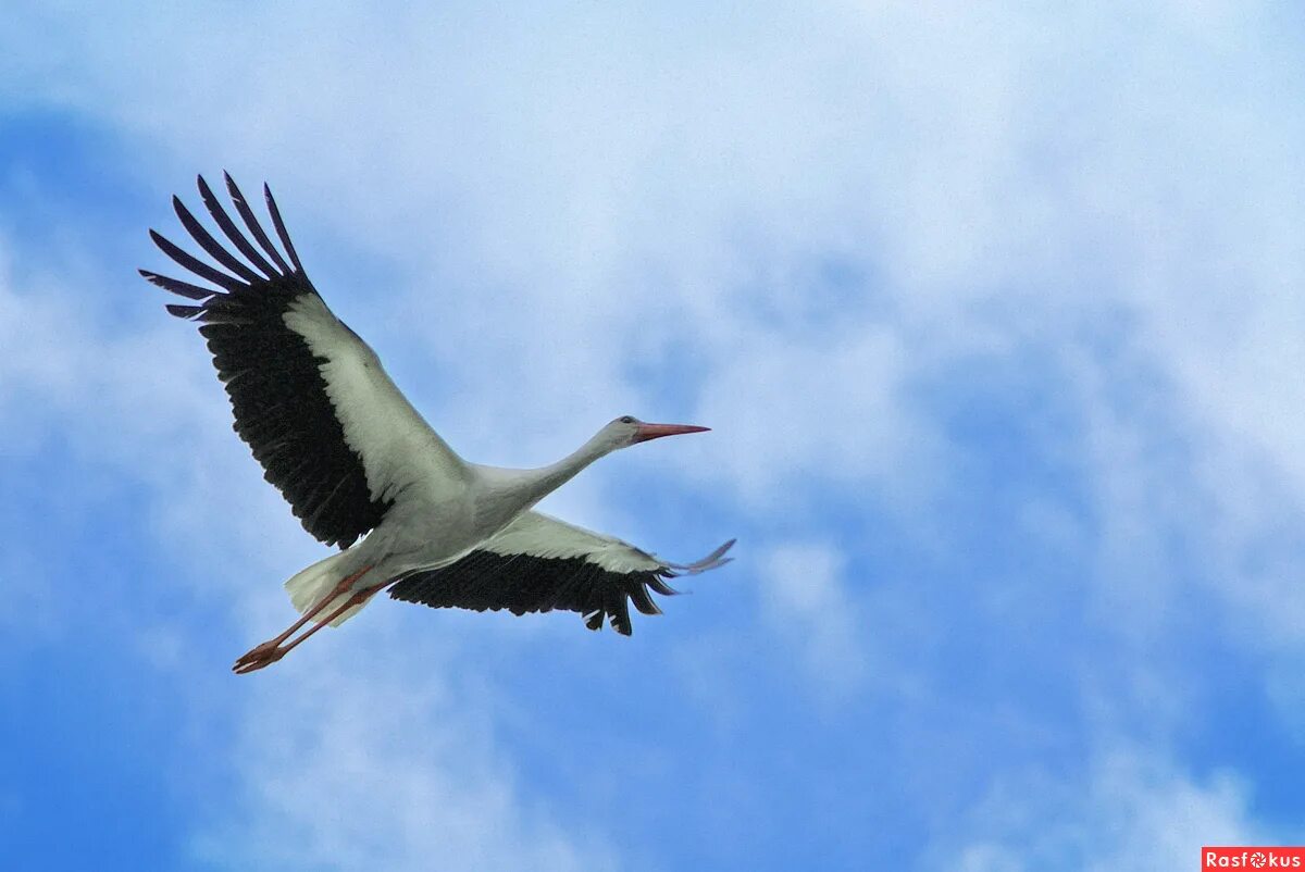 белоруссия белый аист. аист в полете. аист летит. аист летит. белый аист летит над.