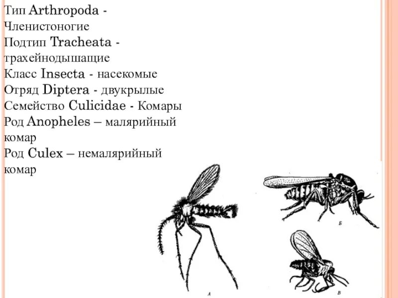 Систематическое положение членистоногих. Классификация малярийный комар. подтип трахейнодышащие класс насекомые. систематика малярийного комара. систематическое положение малярийного комара.