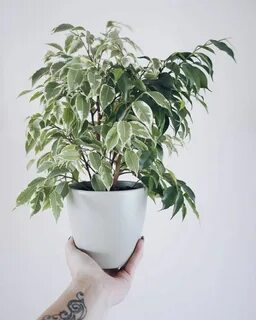 Как ухаживать за фикусом в горшке