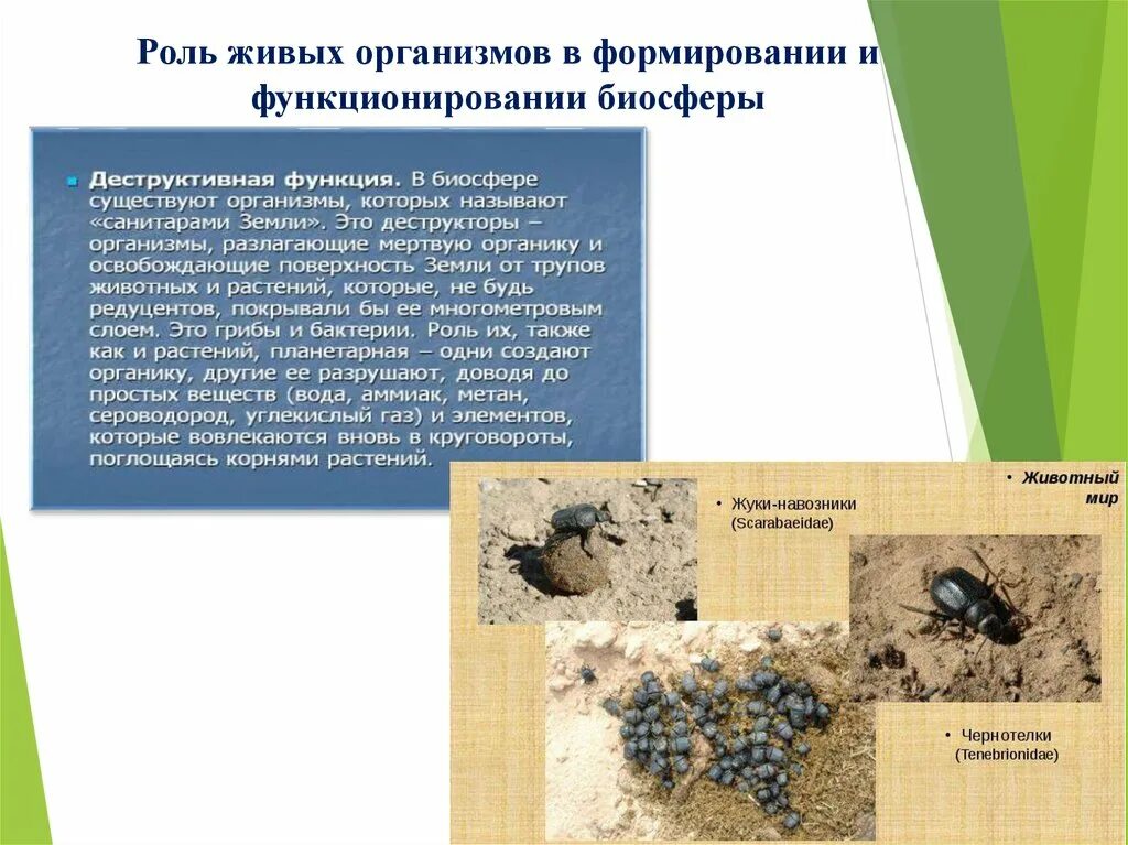 Где живые организмы не могут существовать. Роль живых организмов в биосфере. Роль живых организмов в формировании биосферы. Биосфера роль живых организмов в биосфере. Роль живых организмов в биосфере кратко.