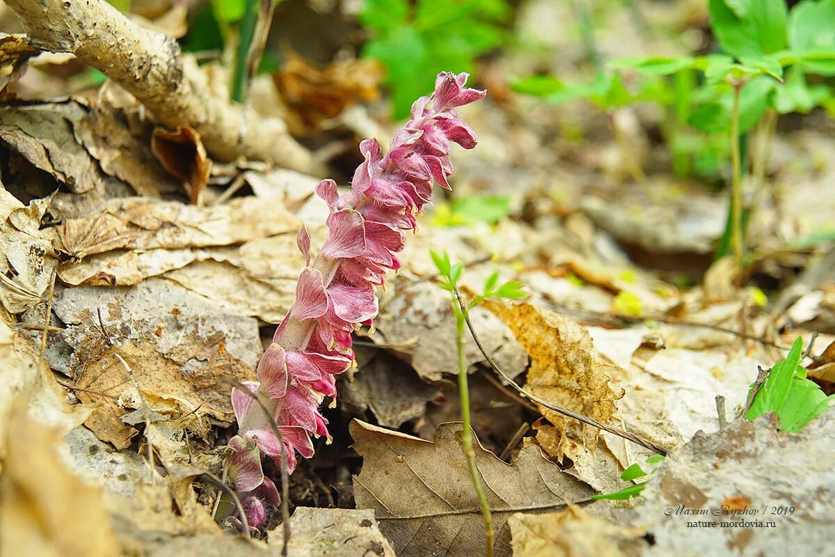 Трава царе царь. Царь-трава чешуйник. Петров крест паразитизм. Петров крест и заразиха. Женьшень свойства растения.