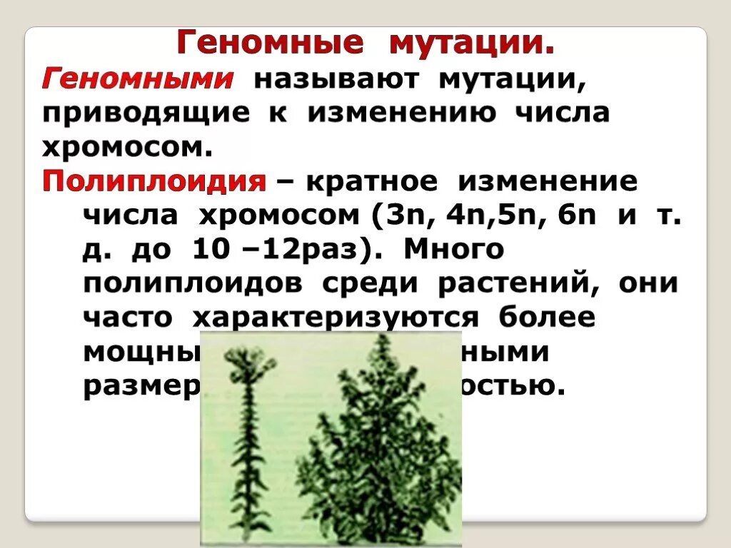 Мутации приводящие к изменению числа. Геномные мутации полиплоидия. геномные мутации примеры у растений. геномные мутации аллопоидия. полиплоидия это пример мутации.
