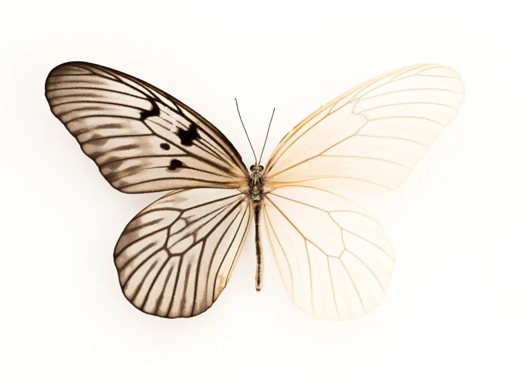 Крылья бабочки. Крылья мотылька. Бежевые бабочки. Скелет бабочки