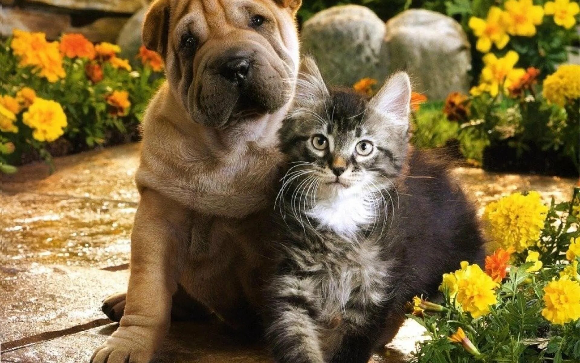 Котят и щенят вместе. Шарпей. кошечка. собачки и кошечки. собака и кошка вместе.
