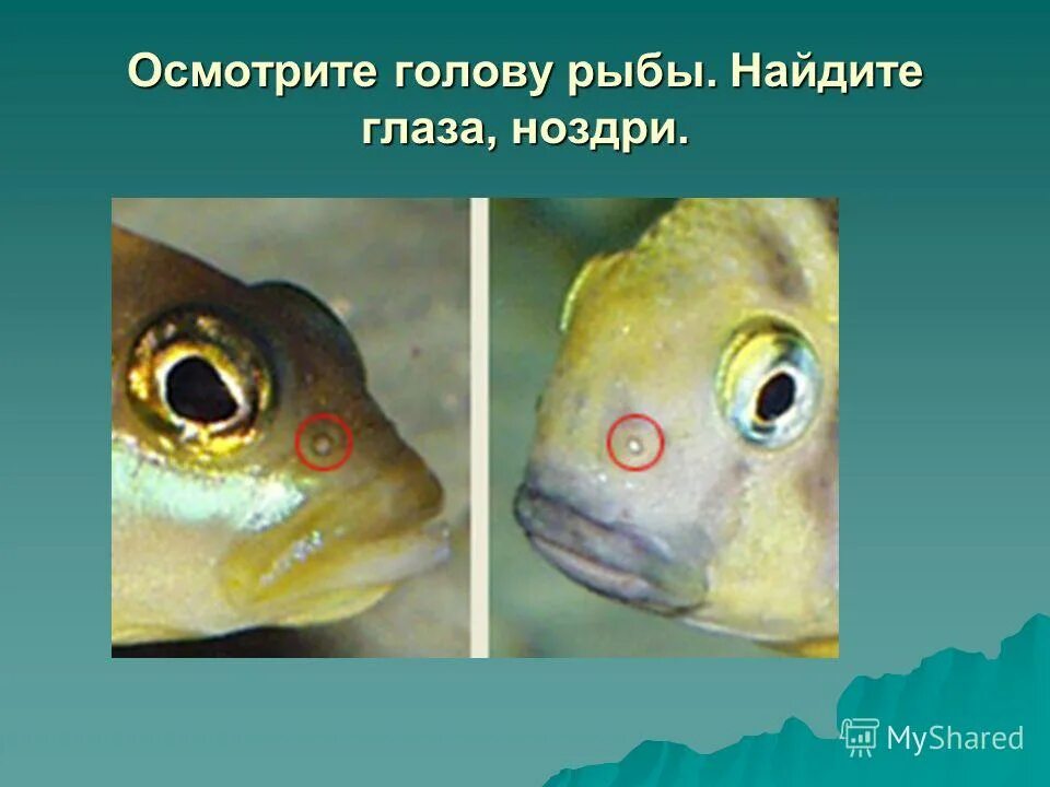 Русский 8 класс рыб. У какой рыбы 4 глаза. Найдите на голове рыбы глаза и ноздри. Рыба с четырьмя глазами. Какого размера мозги у рыбки.