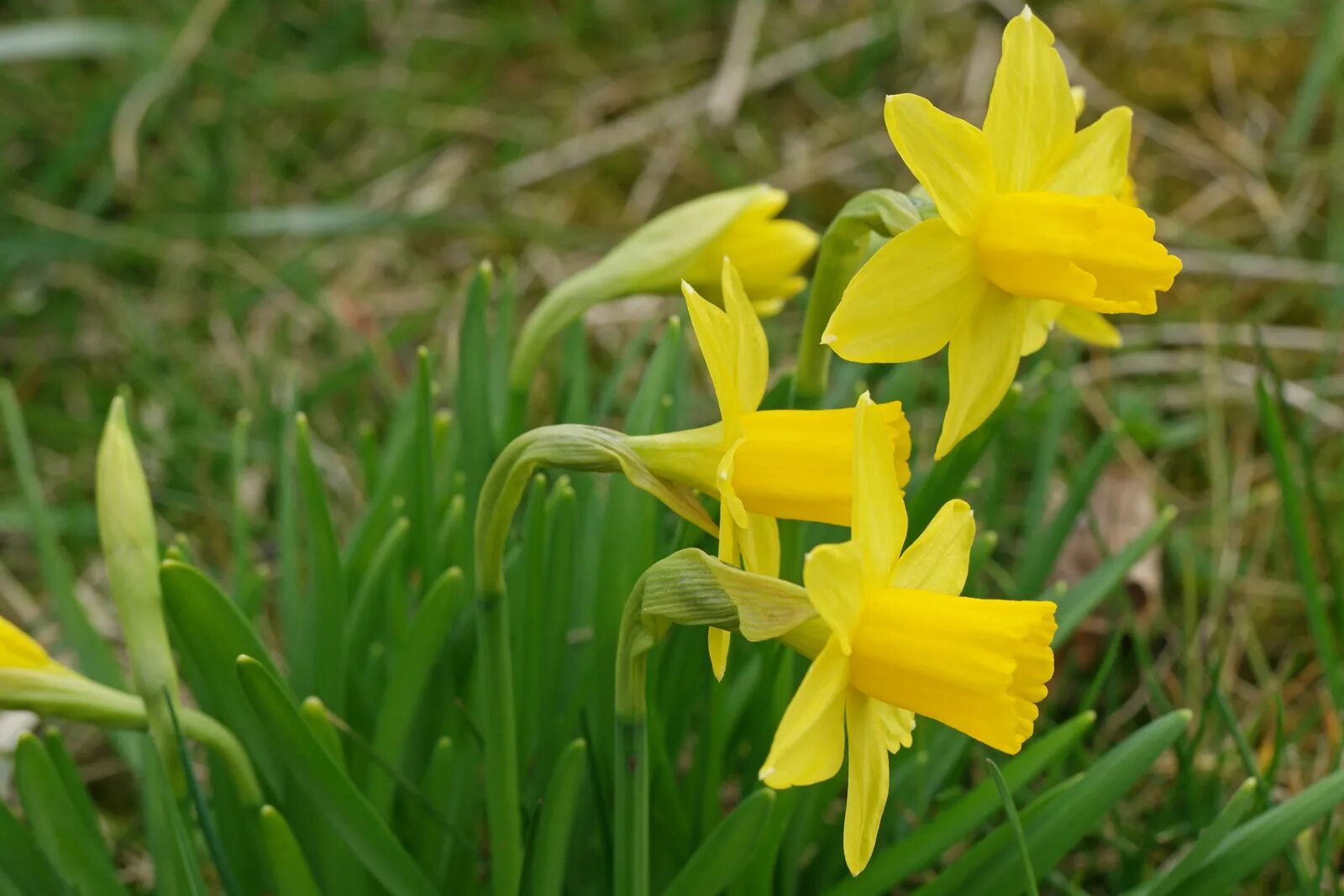 Нарцисс корневище. Tete a tete Нарцисс. Нарцисс "Маунт худ" (Narcissus). Нарцисс Голден Беллс. Нарцисс cyclamineus».