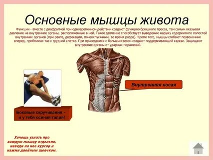 Мышцы живота и их функции