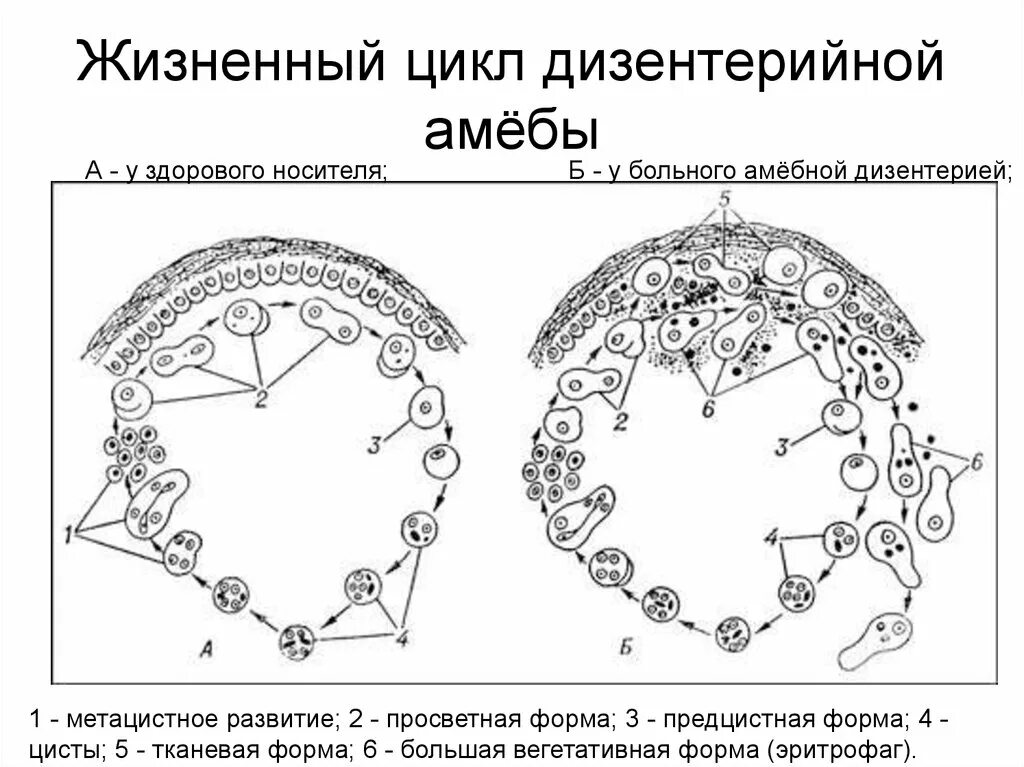 В каком организме происходит развитие дизентерийной амебы. Стадии жизненного цикла дизентерийной амебы. Жизненный цикл дизентерийной амебы схема. Цикл развития дизентерийной амебы рисунок. Стадии цикла развития дизентерийной амебы схема.