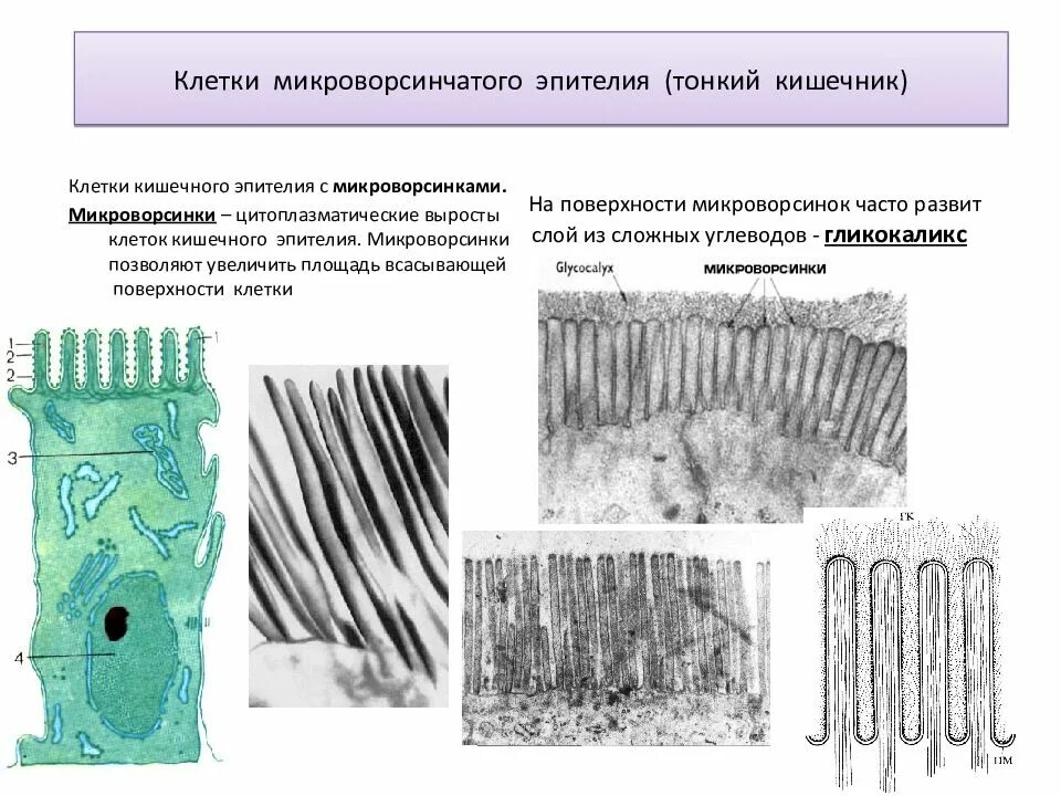 Гликокаликс кишечного эпителия это. Кишечныц эпителий с миероворсинкоц. Клетки микроворсинчатого эпителия. Клетки микроворсинчатогопителия. Микроворсинки это