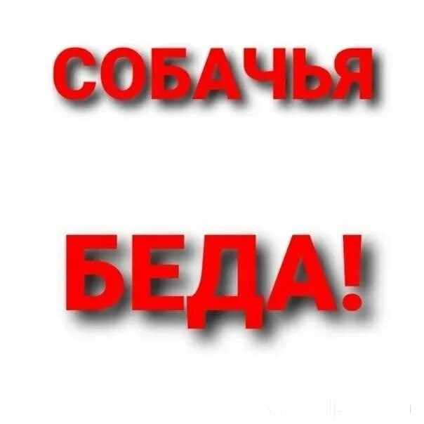 А по могите. Срочно нужна помощь. срочно нужна помощь собаке. нужна помощь срочно помогите. помогите оплатить передержку.