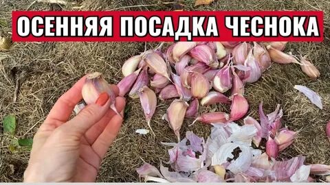 Какие удобрения вносить при посадке озимого чеснока