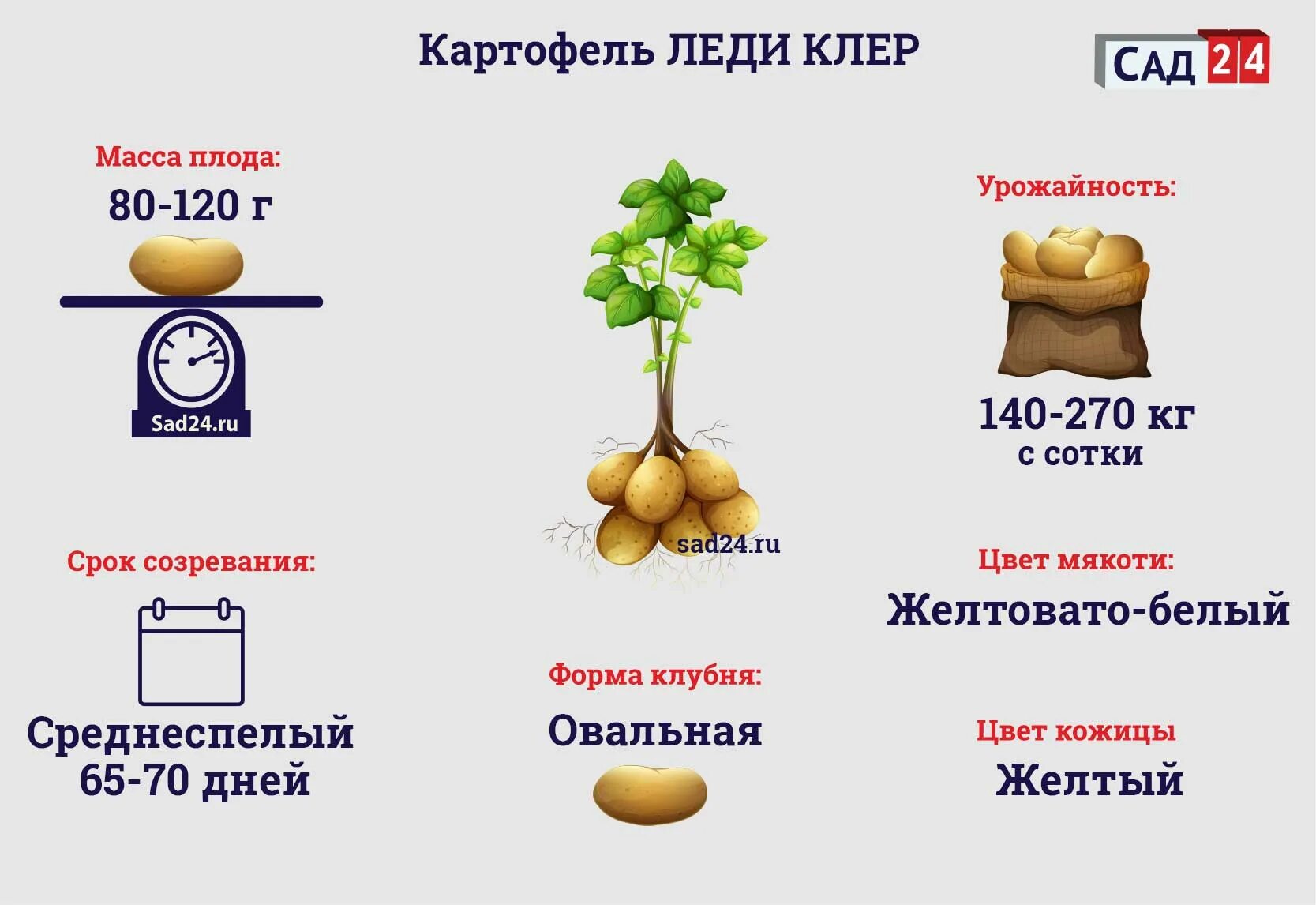 Урожай картофеля массой. Семенной картофель Зекура. Сорт картофеля Джувел. Джувел сорт картофеля характеристика.