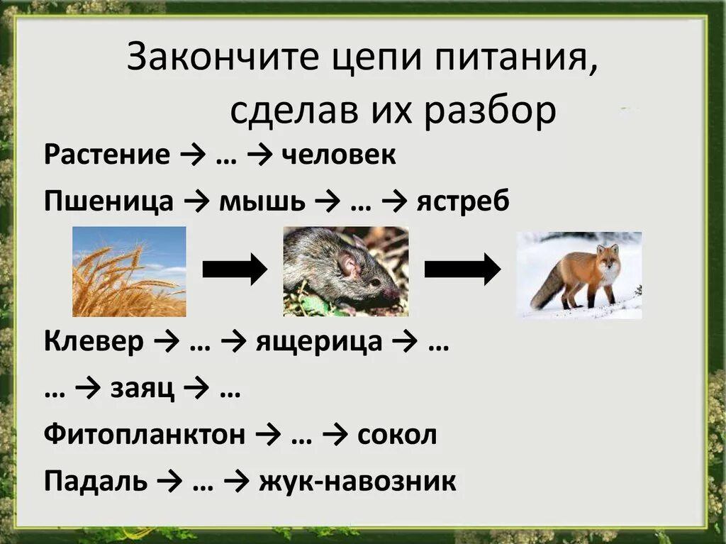 Биология 5 примеров цепей питания. Детритная цепь питания. Пищевые цепи 5 класс биология задания. Задания на цепи питания 5 класс биология. Три цепи питания 5 класс биология.