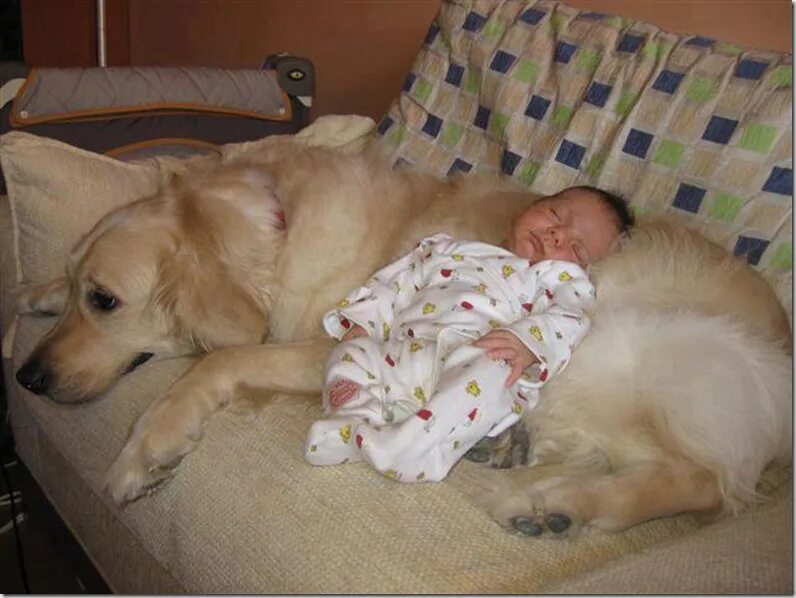 Можно спать с собакой. Ребенок и щенок спят. Спящий ребенок и собака.