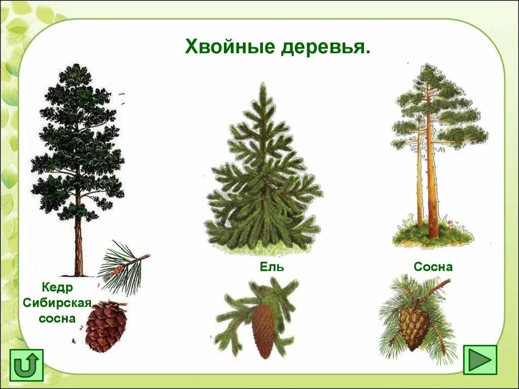 Хвойные и лиственные. Хвойники сосна Кедровая. Хвойные деревья для детей дошкольного возраста. Хвойные деревья названия для детей. Лиственные и хвойные деревья для дошкольников.