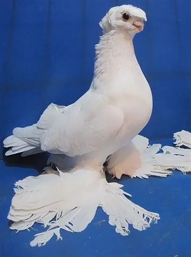Голуби узбекские двухчубые. Ташкентские голуби двухчубые. Белые двухчубые голуби узбекские. Узбекские бойные голуби гульбадам.