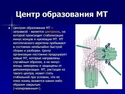 Какой процесс происходит в клеточном центре