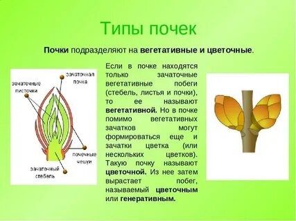 Функции почек в жизни растения 6 класс