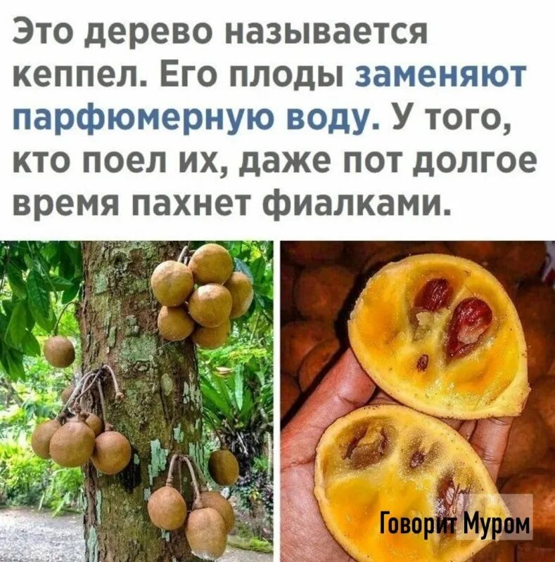 Текст каких только фруктовых деревьев