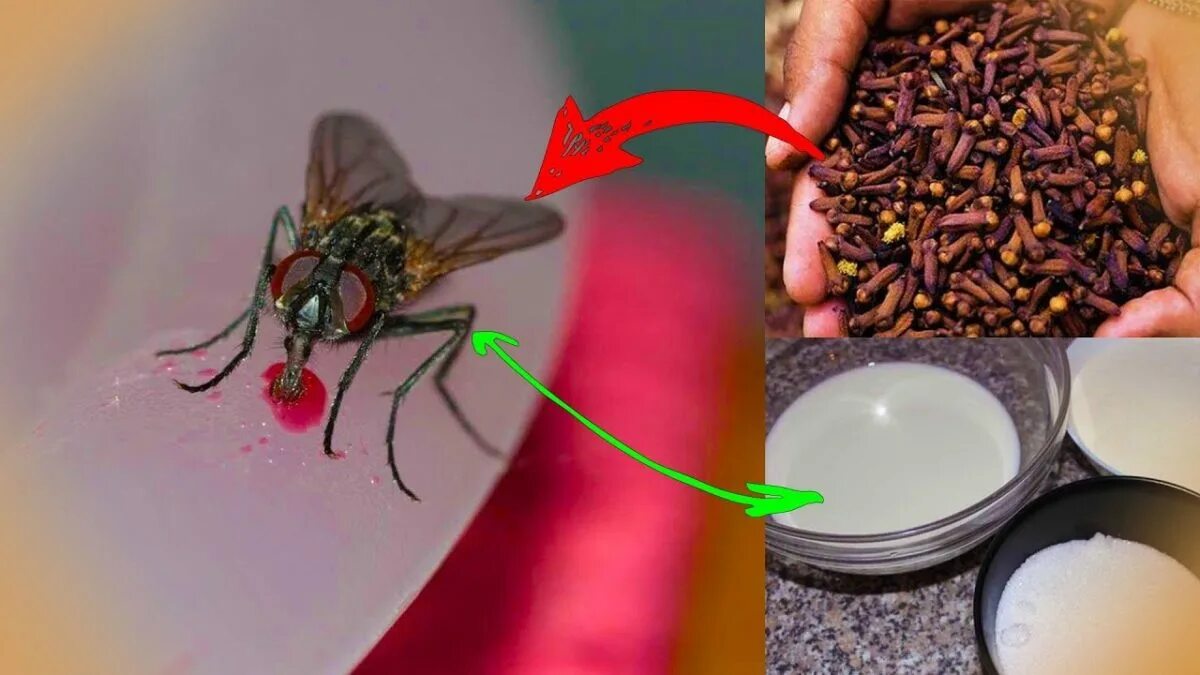 Мухи в квартире. Средство от домашних мух. Народные методы избавления от мух. От мух в доме.