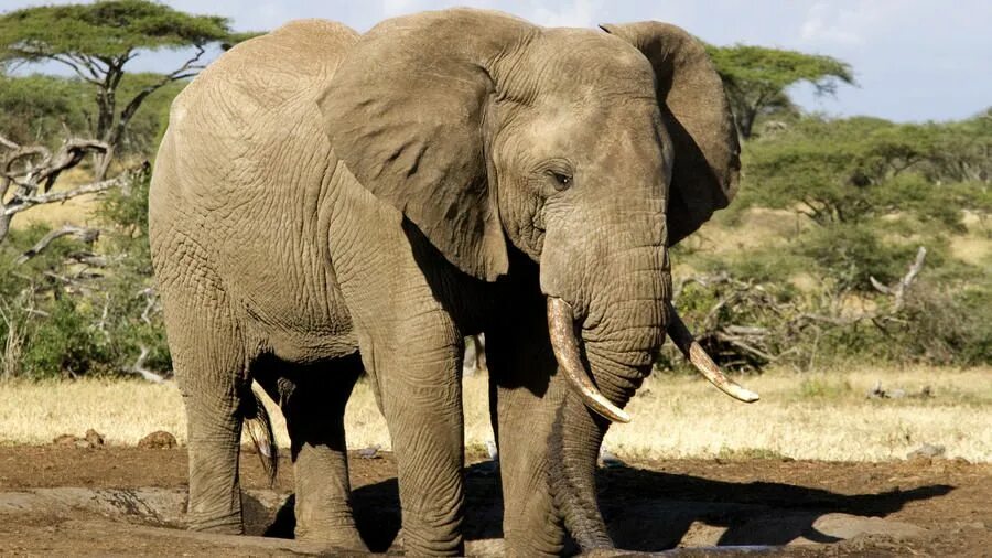 Африканские слоны. Слоны и носороги. Животные Африки верблюд. Слон Жираф носорог.