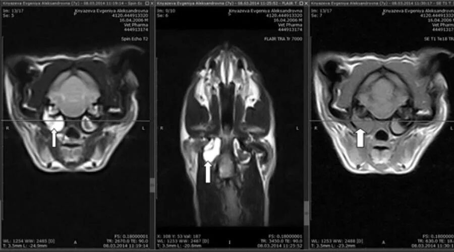 Мрт мозга собаке. Компьютерная томография кошки. Мрт животных снимки. Мрт кошки. Компьютерная томография головы собаки.