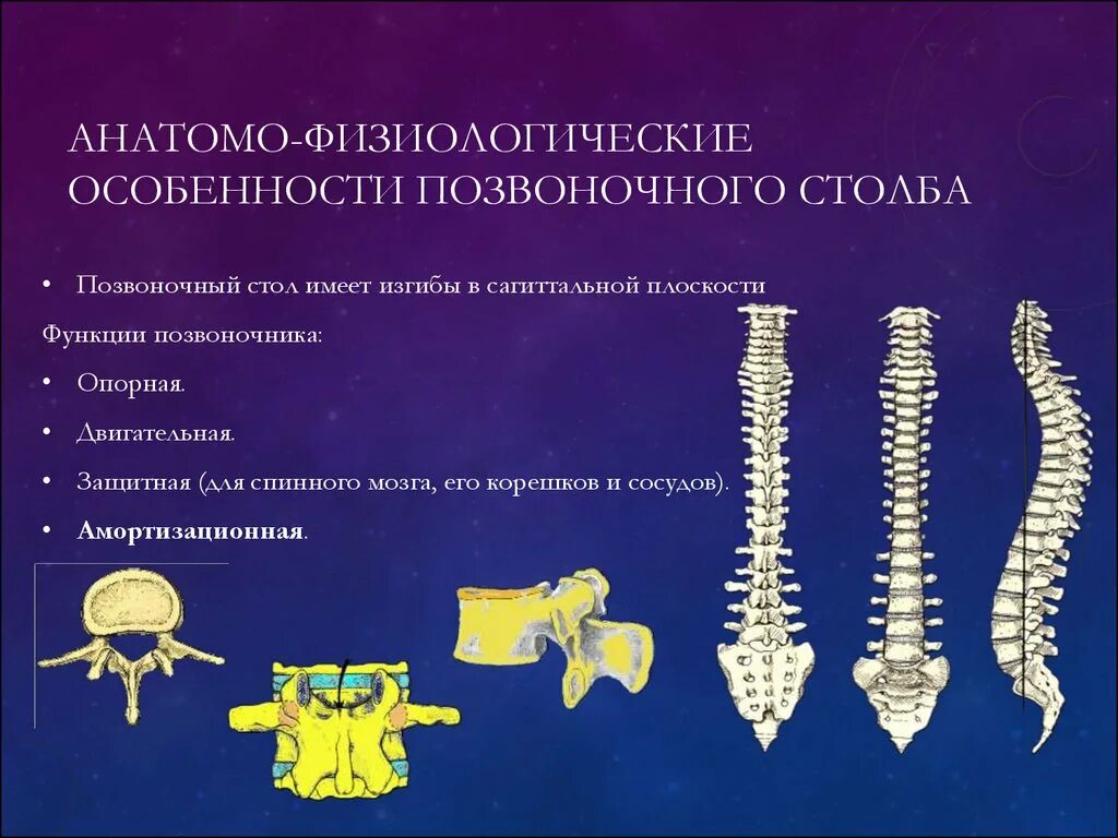 Функции отделов позвоночника. Позвоночный столб. Строение позвоночника. Анатомо-функциональные особенности позвоночника. Функции отделов позвоночного столба.