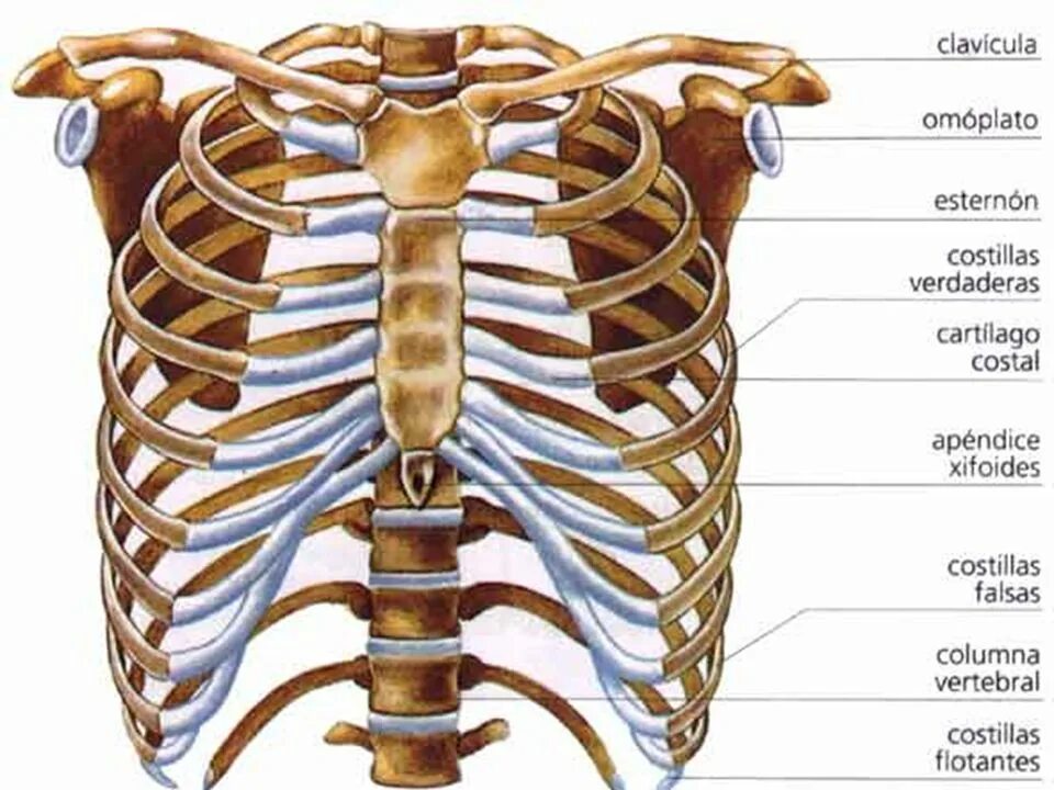Ребра и Грудина анатомия. Хрящ ребра анатомия. Анатомия скелет грудной клетки ребра Грудина.