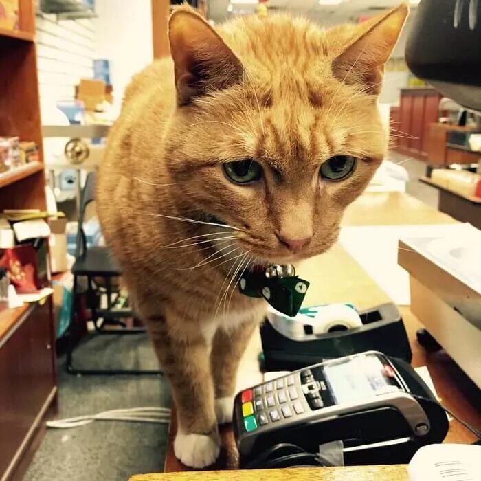 Где работает кот. Кот в магазине. котик трудяга. кот на кассе. магазин котик.