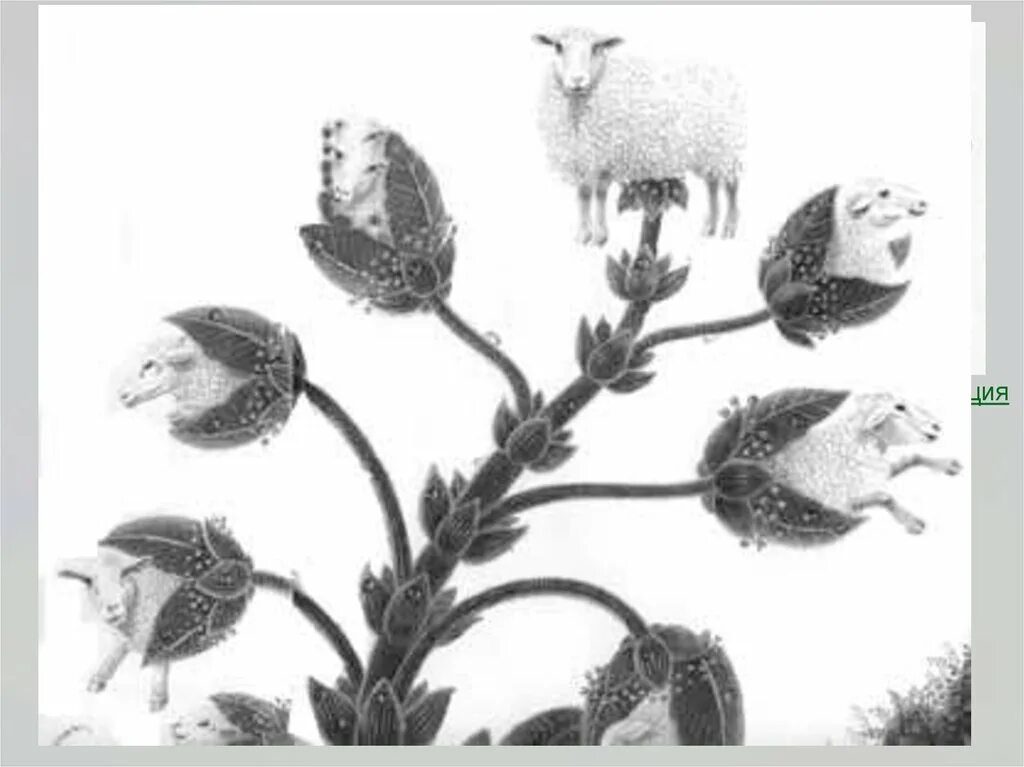 Исчезающая красота рисунки изображающие растения и животных