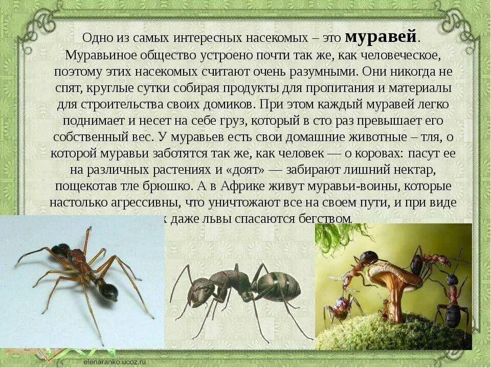 В природе есть удивительные праздники основная мысль. Рассказ про муравья 1 класс окружающий мир. Рассказ о жизни муравьев. Рассказ про муравьев. Муравей рассказ для детей.