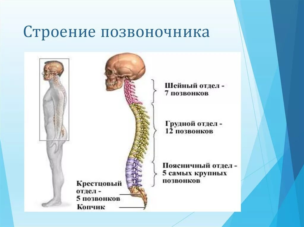 Строение позвоночника. Позвоночник анатомия. Позвоночник отделы строение. Отделы позвоночника анатомия.