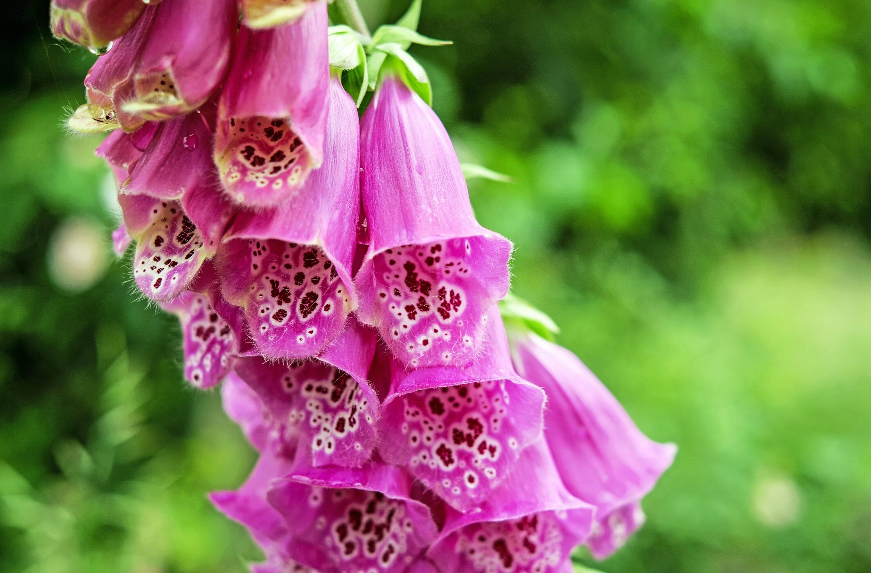 Poisonous flower. Дигиталис наперстянка. Наперстянка пурпурная ядовитая. Наперстянка пурпурная ядовитое растение. Колокольчик наперстянка.