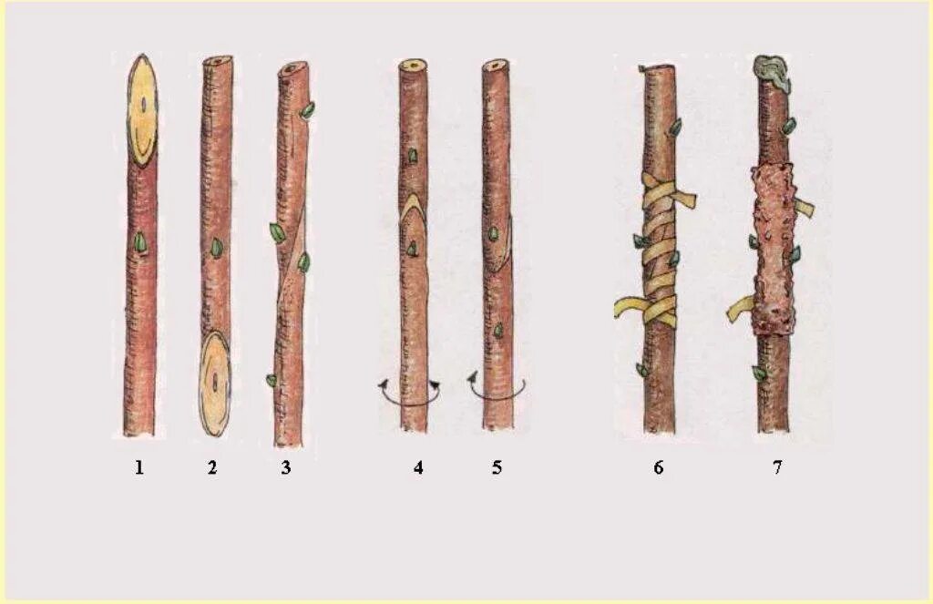 Срез черенка. Прививка яблони копулировка. Прививка яблони весной копулировка. Весенняя прививка яблонь черенками. Прививка яблони на дичку.