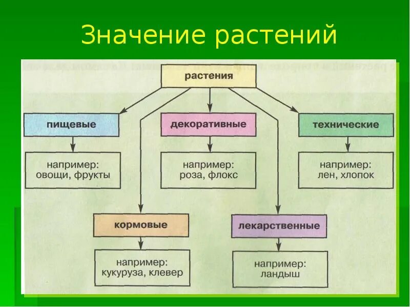 Какое значение имеет животных и человека. Значение растений. Значение растений в жизни человека. Значение растений в природе. Схема значение растений.