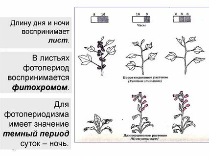 Фотопериодизм