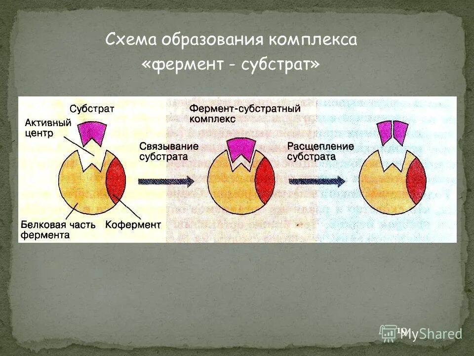 Схему образования фермент-субстратного комплекса. Схема образования комплекса фермент субстрат. Субстрат фермент субстратный комплекс продукты. Схема образования комплекса фермент-вещество.