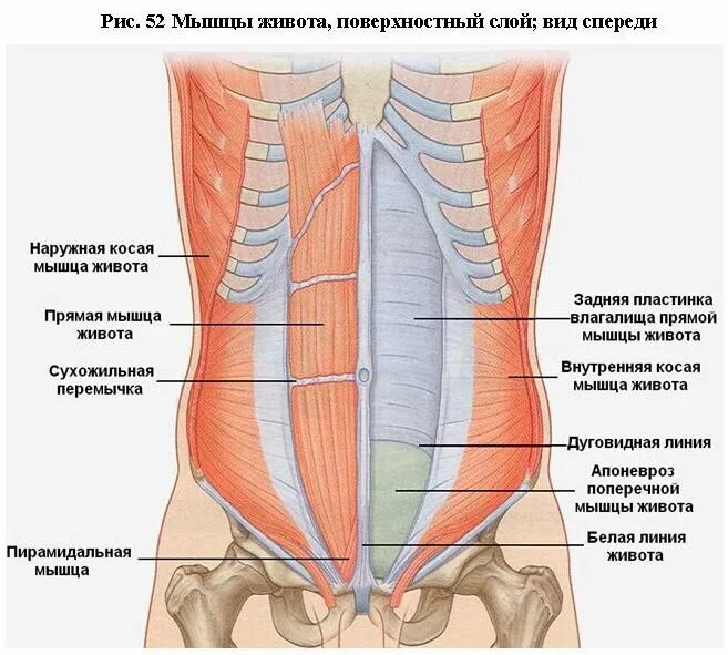 Области на поверхности живота. Фасция поперечной мышцы живота. Медиальный край прямой мышцы живота. Мышцы брюшной стенки послойно. Переднебоковая стенка живота мышцы.