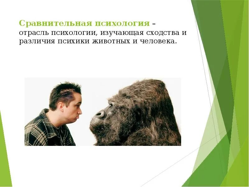 1 сходство человека и животных. Зоопсихология. сравнительная психология. психика животных и человека. зоопсихология и сравнительная психология.
